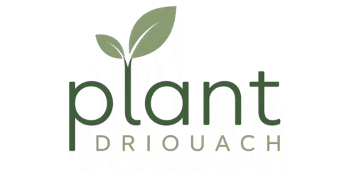 plant Driouach